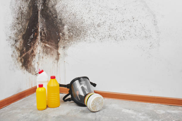 Best Emergency Mold Remediation in Blythe, CA