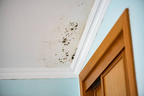 Best Residential Mold Remediation in Blythe, CA